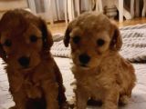 Toy Poodle İstanbul İnci̇rli̇
