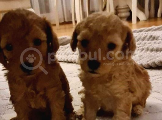 Toy Poodle İstanbul İnci̇rli̇ görsel