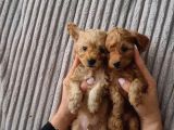 Toy Poodle İstanbul İnci̇rli̇