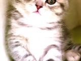 Safkan British Shorthair Yavrular