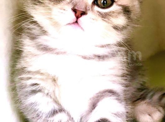 Safkan British Shorthair Yavrular görsel