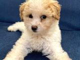 3 Aylık Maltipoo