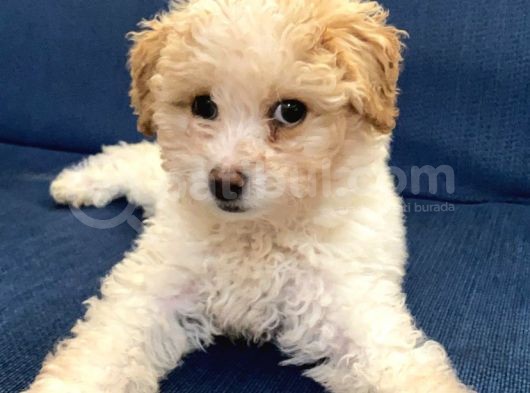 3 Aylık Maltipoo