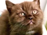Safkan British Shorthair Yavrular