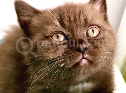 Safkan British Shorthair Yavrular
