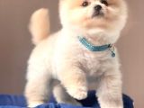 Safkan Pomeranian Boo Yavrularımız