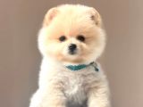 Safkan Pomeranian Boo Yavrularımız