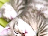 Safkan British Shorthair Yavrular
