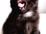 Safkan British Shorthair Yavrular