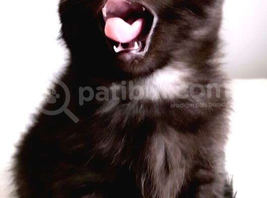 Safkan British Shorthair Yavrular görsel