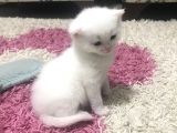 Son 2 Yavrumuz Kaldı