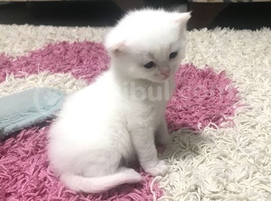 Son 2 Yavrumuz Kaldı görsel