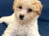 3 Aylık Maltipoo