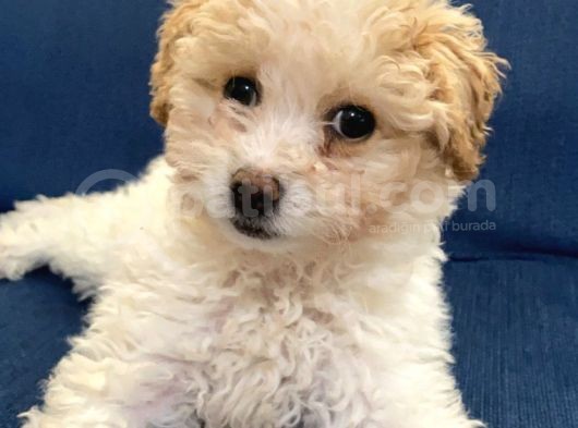 3 Aylık Maltipoo görsel