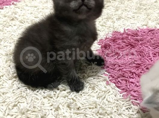 Son 2 Yavrumuz Kaldı görsel