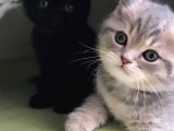 Safkan British Shorthair Yavrular