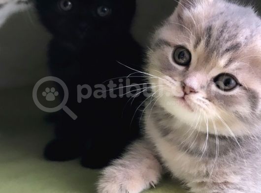Safkan British Shorthair Yavrular görsel