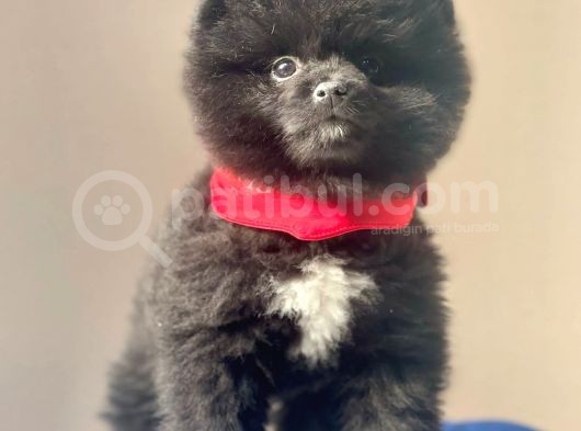 Safkan Pomeranian Boo Yavrularımız görsel