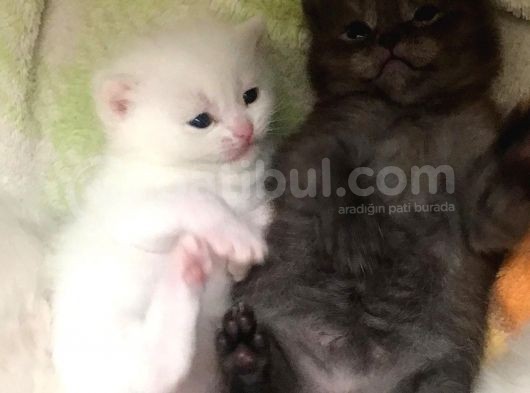 Son 2 Yavrumuz Kaldı görsel