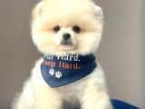Safkan Pomeranian Boo Yavrularımız