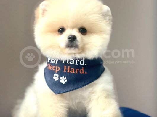 Safkan Pomeranian Boo Yavrularımız