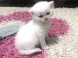Son 2 Yavrumuz Kaldı