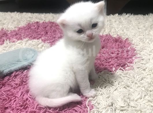Son 2 Yavrumuz Kaldı