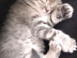 Safkan British Shorthair Yavrular