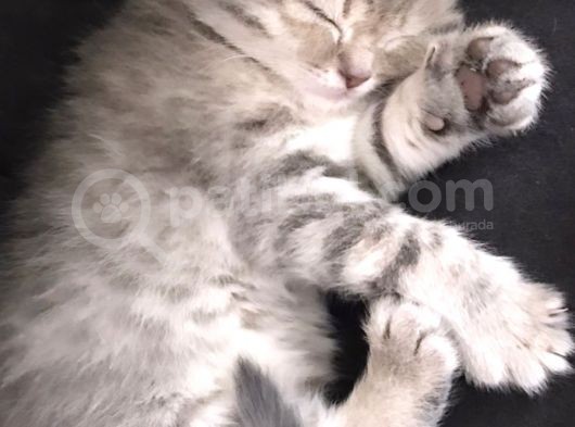Safkan British Shorthair Yavrular görsel