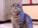 Safkan British Shorthair Yavrular