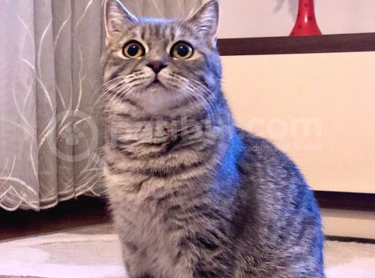 Safkan British Shorthair Yavrular görsel