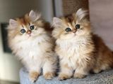 British Shorthair Yavruları
