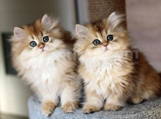 British Shorthair Yavruları