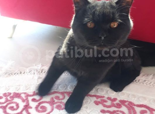 8 Aylık Erkek British görsel