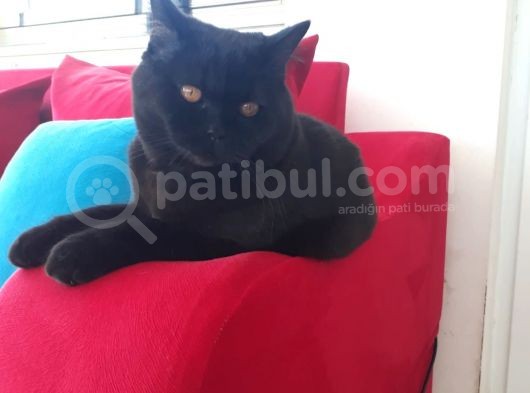 8 Aylık Erkek British görsel
