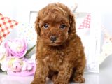 Fincan Boy Toy Poodle Yavrularimiz