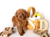 Fincan Boy Toy Poodle Yavrularimiz