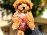 Poodle Ayarında F1 Maltipoo Erkek Yavrumuz