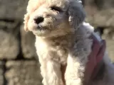 Dişi Apricot Toypoodle Yavrumuz
