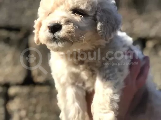 Dişi Apricot Toypoodle Yavrumuz görsel