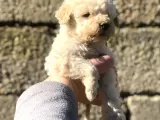 Dişi Apricot ToyPoodle Yavrumuz