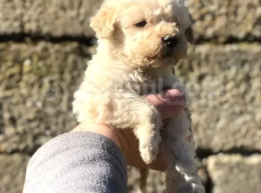 Dişi Apricot Toypoodle Yavrumuz