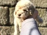 Dişi Apricot Toypoodle Yavrumuz