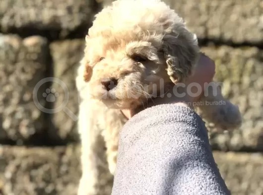 Dişi Apricot Toypoodle Yavrumuz görsel