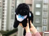 Black Toypoodle Yavrularım Için Bilgi Alabilirsiniz