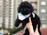 Black Toypoodle Yavrularım Için Bilgi Alabilirsiniz