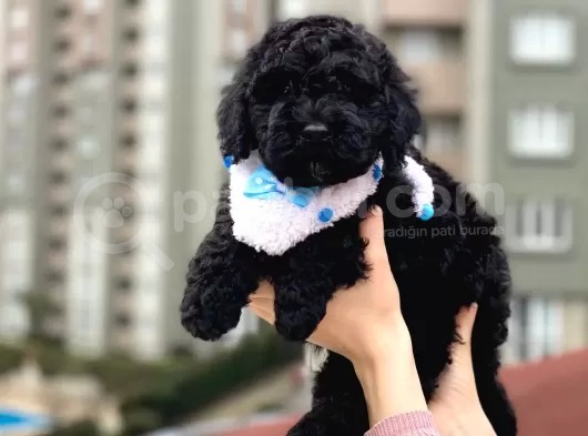 Black Toypoodle Yavrularım Için Bilgi Alabilirsiniz görsel