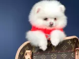 Dişi Ve Erkek Pomeranian Boo Yavrularımız