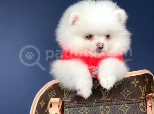 Dişi Ve Erkek Pomeranian Boo Yavrularımız görsel
