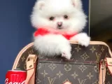 Dişi Ve Erkek Pomeranian Boo Yavrularımız